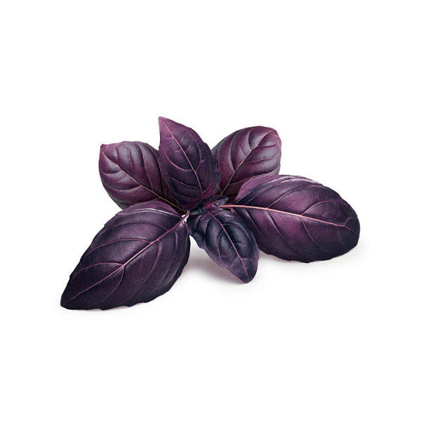 Air Flown Fresh Red Basil 25g