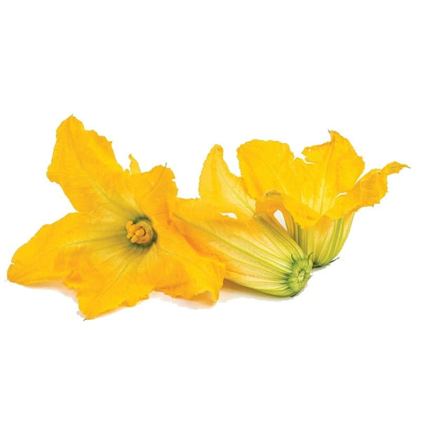 Air Flown Fresh Zucchini Blossoms 12pcs 110g