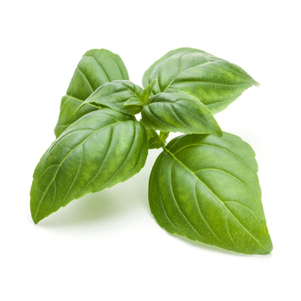 Air Flown Fresh Basil 20g