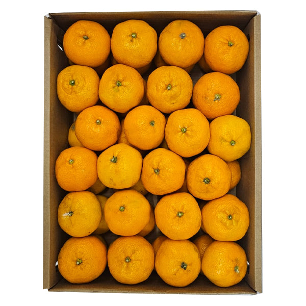 Air Flown Fresh Bodrum Satsuma Mandarins 5kg Carton