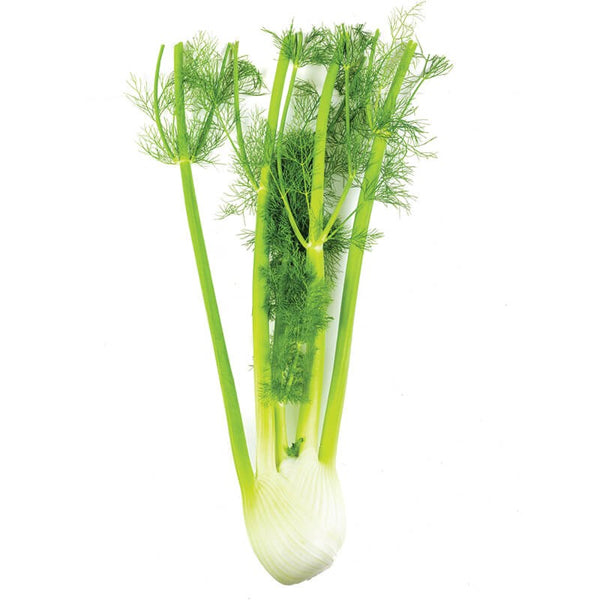Air Flown Fresh Large Fennel (Rezene) 1pc