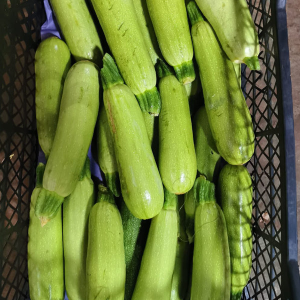 Air Flown Fresh Turkish Zucchini