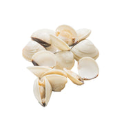 Frozen Whole Shell White Clams - LeMed