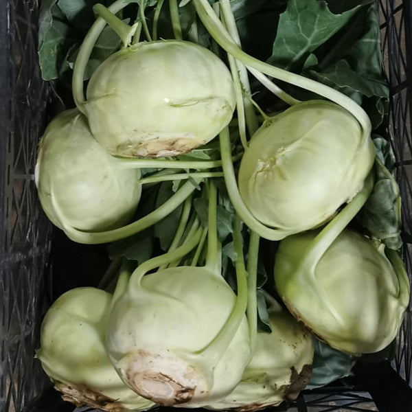 Air Flown Fresh Kohlrabi (Yesil Alabas) 1pc